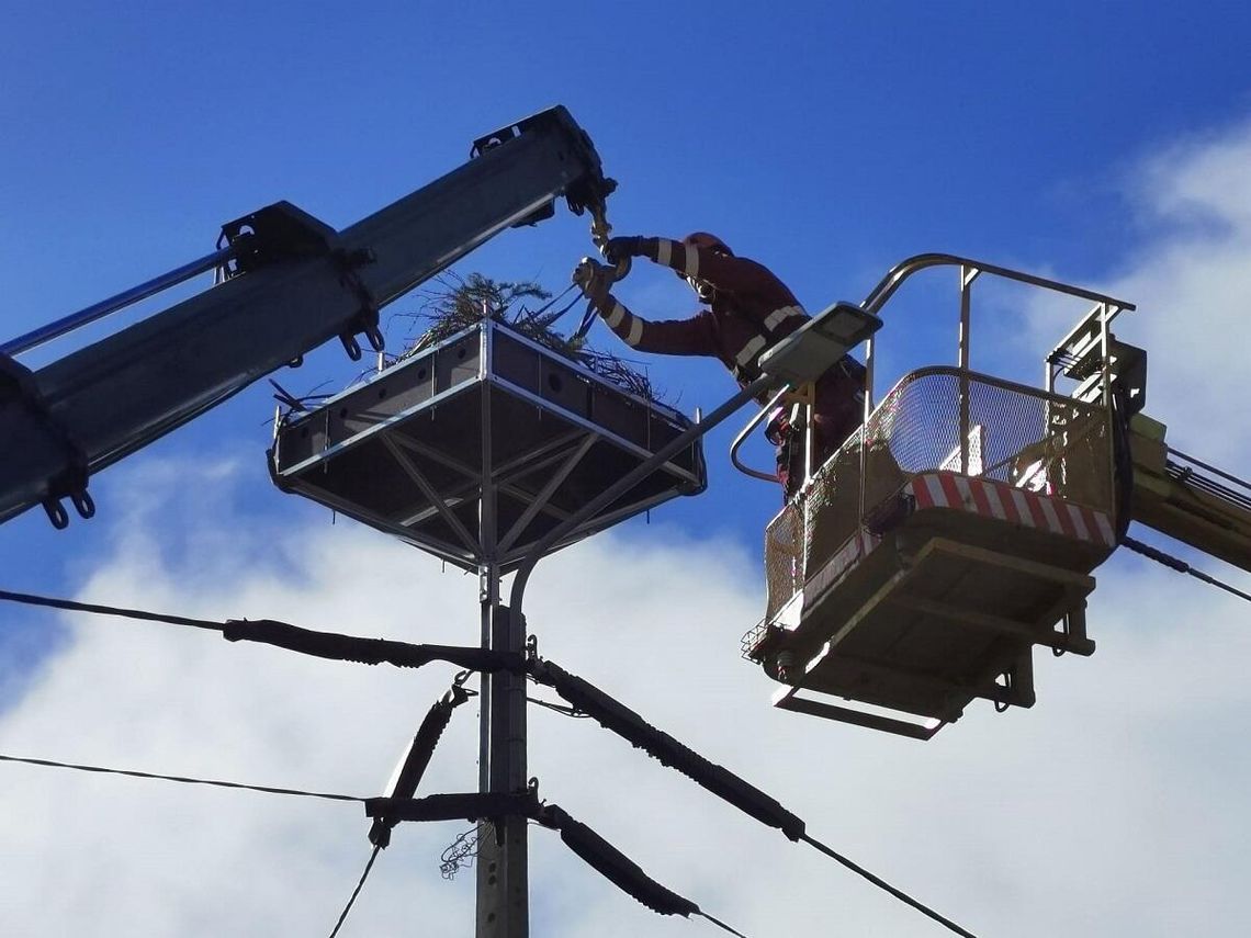 Dzień Bociana Białego. Energa-Operator buduje platformy pod gniazda