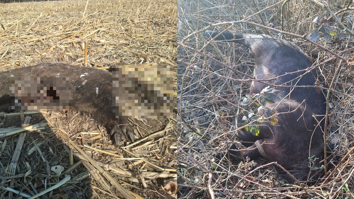 Dziesiątki martwych dzików na polach w gminie Łęczyce. Mieszkańcy alarmują