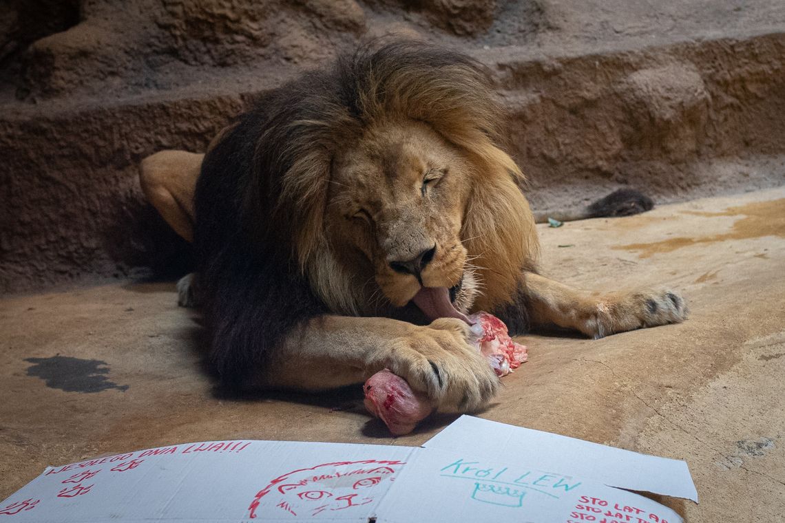 lew, zoo Gdańsk