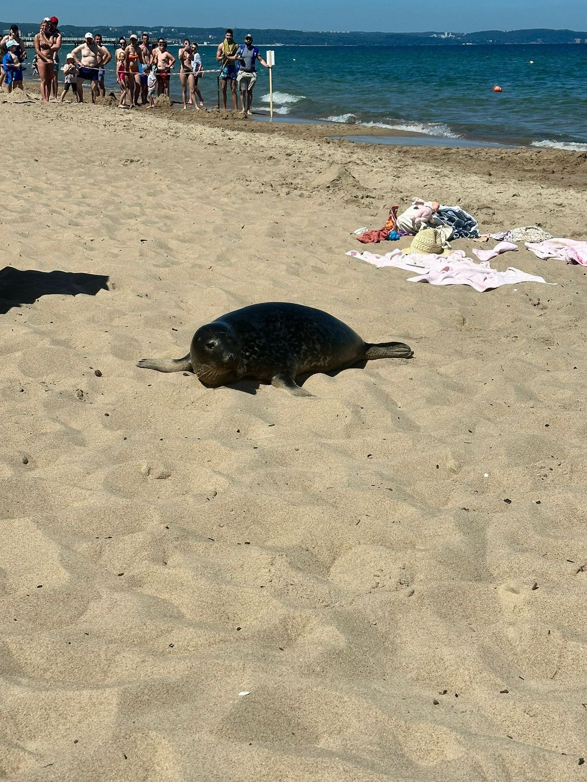 foka na plaży w Gdańsku-Brzeźnie