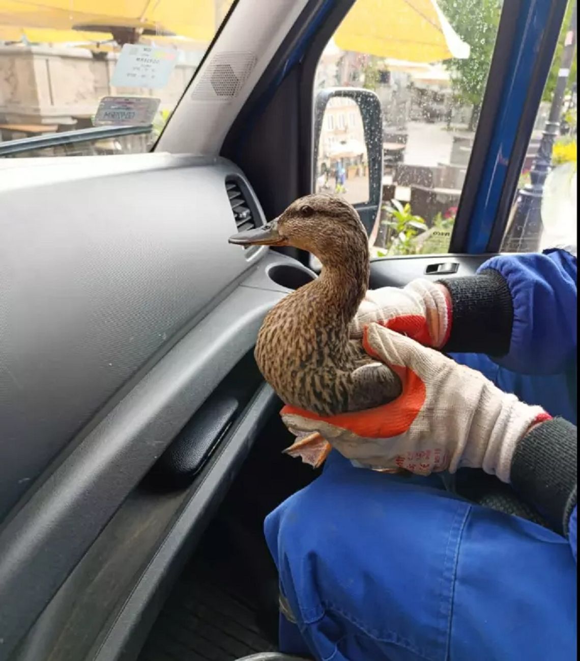 Gdańsk: Jelonek pływał w kanale, kaczuszki utknęły w rynnie