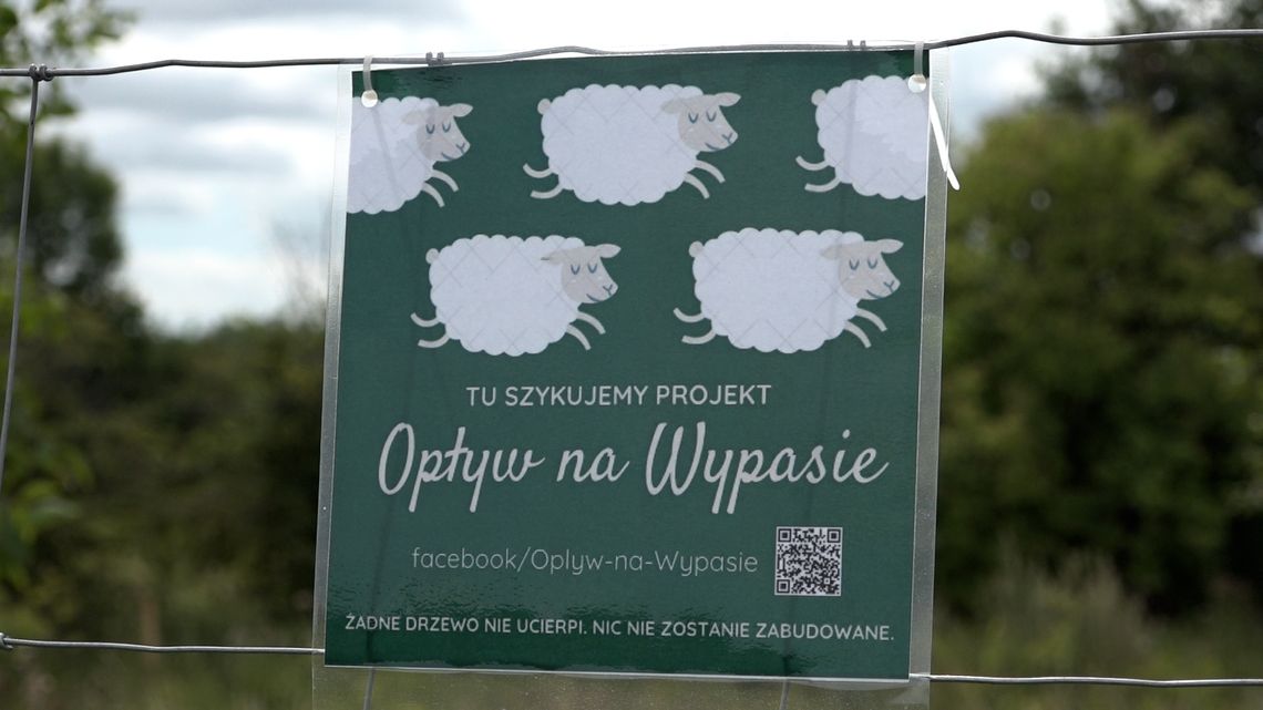 Gdańsk. Koniec głośnej sprawy wypasu owiec nad Motławą. Były urzędnik skazany Gdańsk. Koniec głośnej sprawy wypasu owiec nad Motławą. Były urzędnik skazany