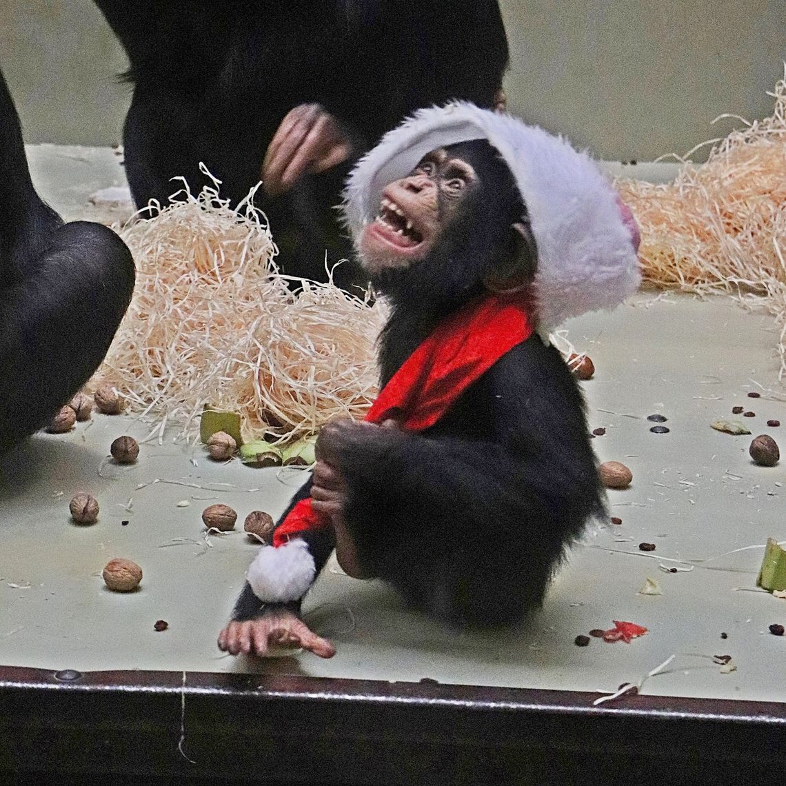 szympansica z gdańskiego zoo chce być Świętym Mikołajem