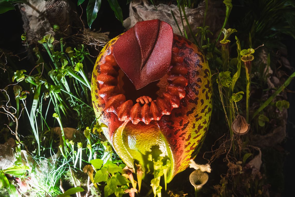 Gdańsk: Światowa Wystawa Orchidei, Bonsai i Sukulentów