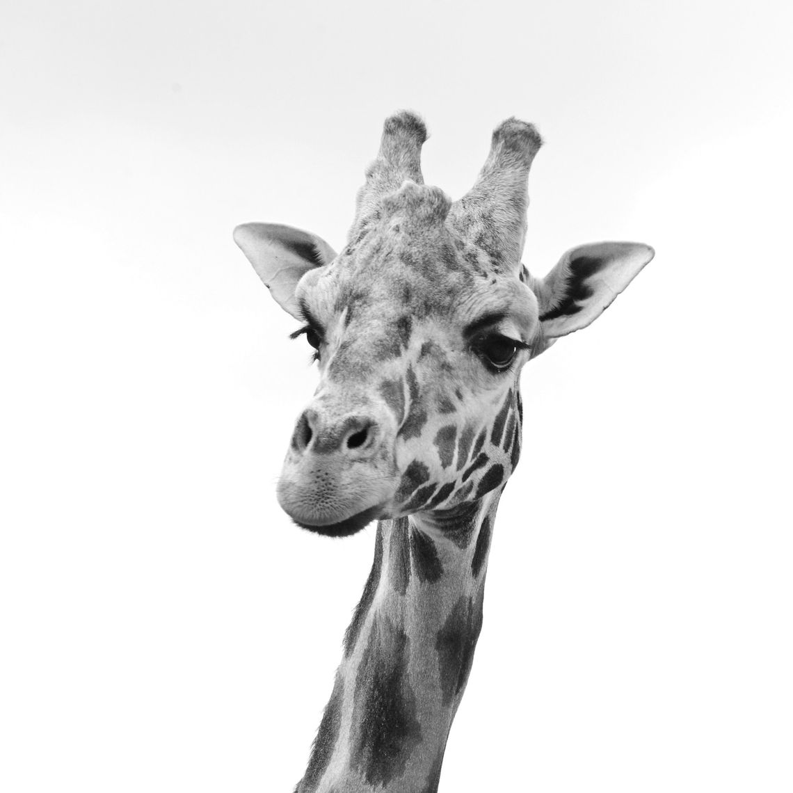 Gdańskie zoo żegna Akiego. Nie żyje samiec żyrafy ugandyjskiej