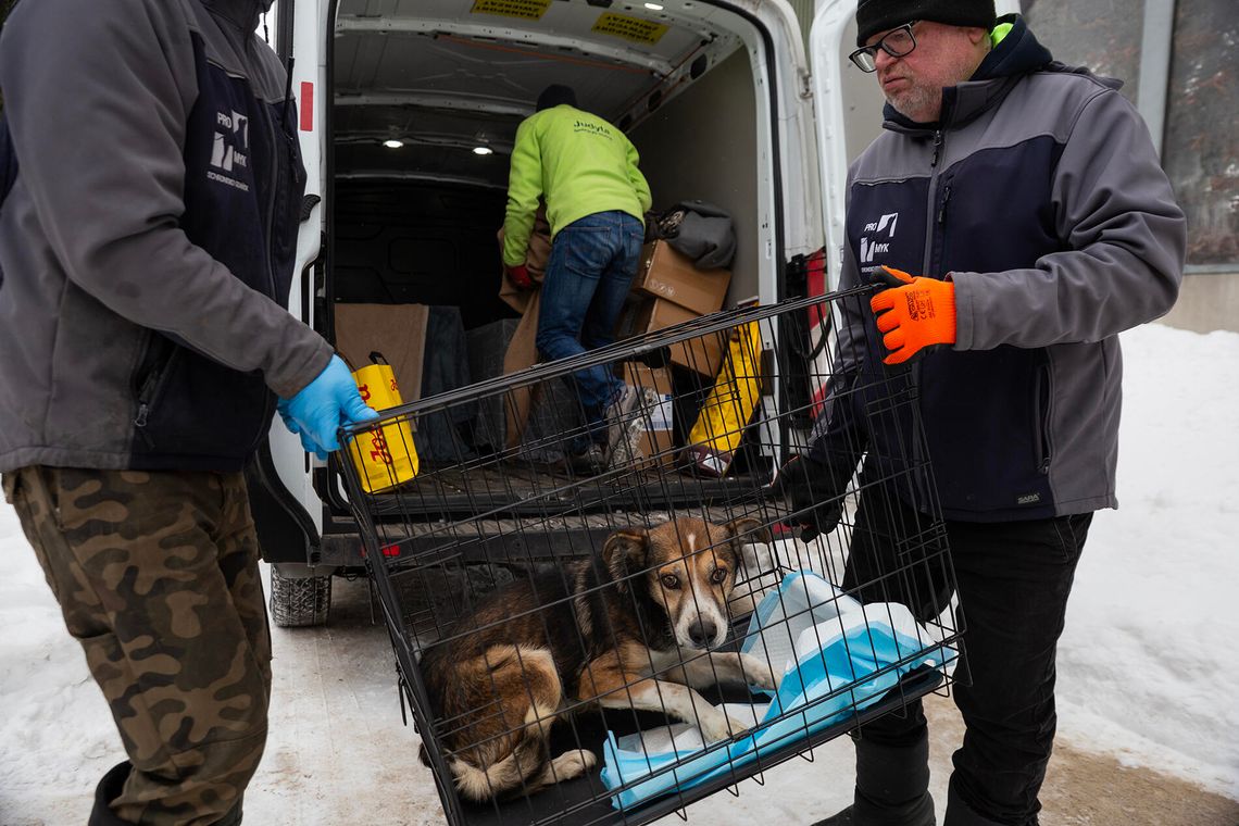 pies z likwidowanego schorniska pod Radomiem