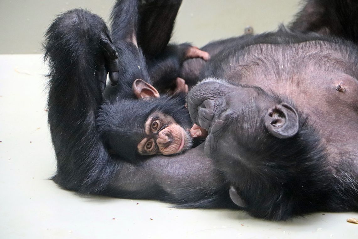 Gdańskie szympansice podbijają Wielką Brytanię. Tam znalazły nowy dom!