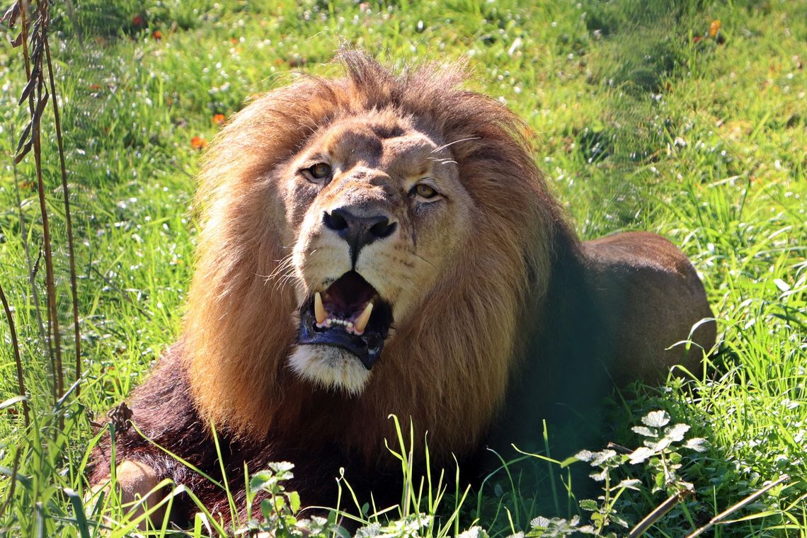 Gdańskie zoo świętuje Dzień Lwa. Karmienie, gra terenowa i zabawy dla dzieci