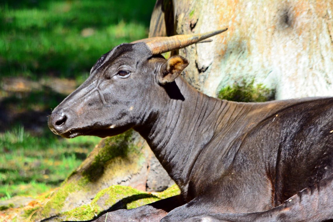 Gdańskie ZOO codziennie udostępnia dane o zwierzętach pod opieką ogrodu