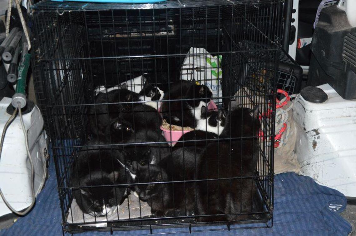 Gdynia: Trzymała w dusznym busie 19 kotów! Usłyszała zarzuty znęcania nad zwierzętami