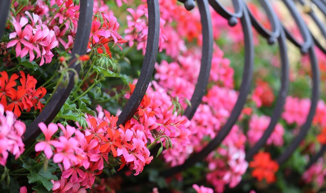 Gdynia w kwiatach. Trwa konkurs na najpiękniejsze aranżacje balkonów i ogrodów Gdynia w kwiatach. Trwa konkurs na najpiękniejsze aranżacje balkonów i ogrodów