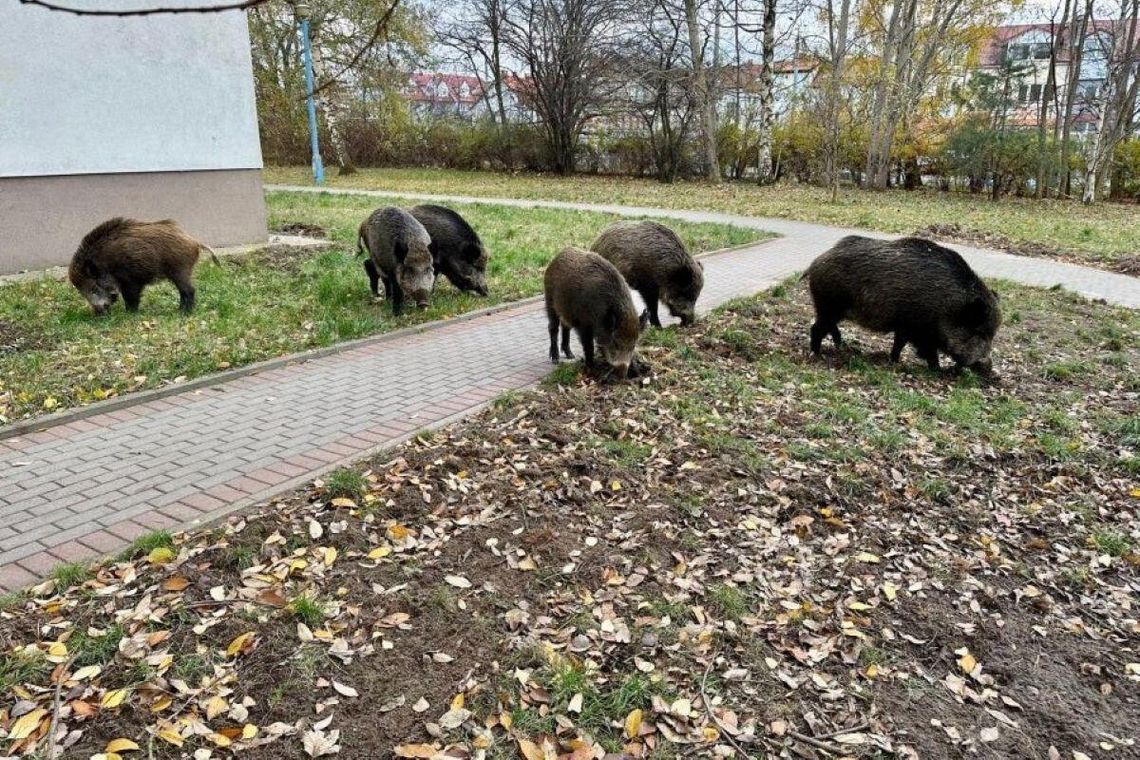 Gdyńskie pomysły na dziki pomogą w Warszawie i Gdańsku?