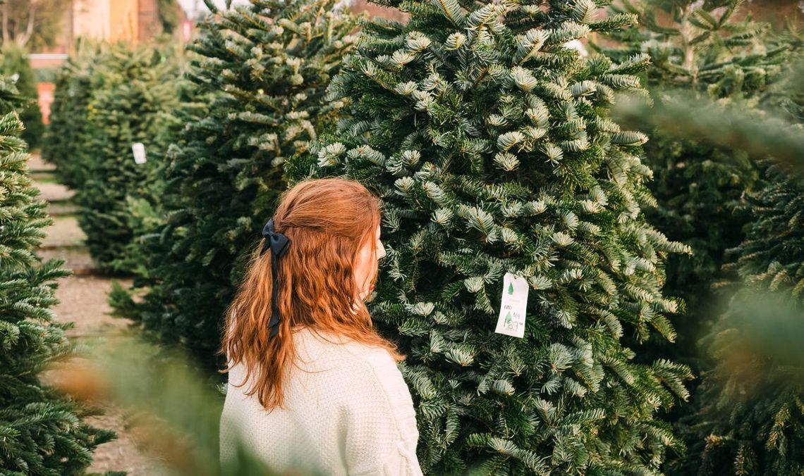 Gdzie i za ile na Pomorzu kupisz świąteczną choinkę? Sprawdź miejsca oraz ceny choinki, zdjęcie ilustracyjne