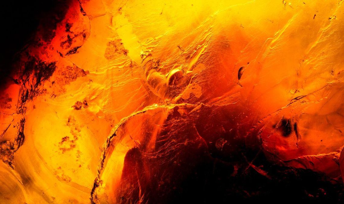 Georadar odkrył anomalię w Dziemianach. Czy to schron z Bursztynową Komnatą?