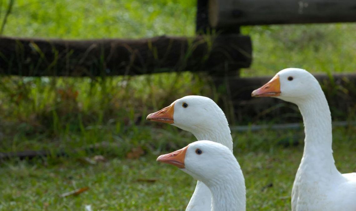 Gęś pomorska była przez lata czymś oczywistym, nieodzownym elementem naszego krajobrazu