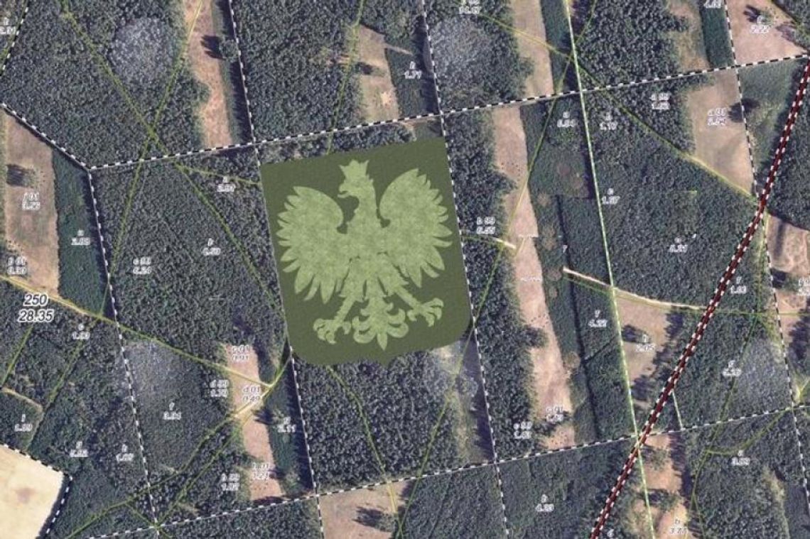 Gigantyczne godło Polski sięgnie po rekord Guinnessa? Tworzy je 100 tys. drzew