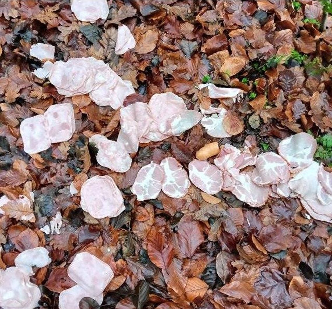 Gnijące mięso, lodówki i pakunek, który wyglądał jak człowiek. Wstrząsające znaleziska leśników Wstrzasające znaleziska kaszubskich leśników! Gnijące mięso, lodówki i "czarny pakunek"