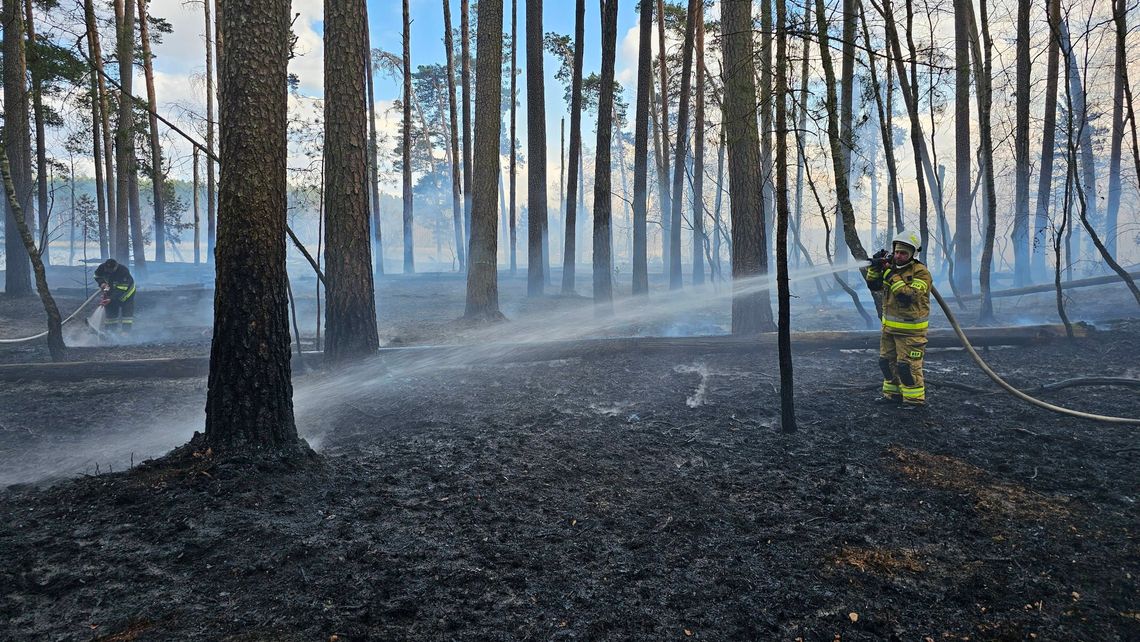 Groźny pożar w Parku Narodowym Bory Tucholskie! W akcji samoloty gaśnicze