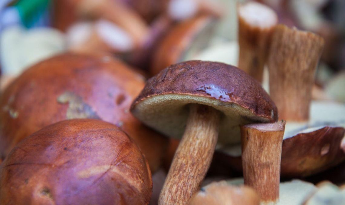 Koniec jeżdżenia „na ślepo” do lasu? Mapa podpowiada, gdzie szukać grzybów na Pomorzu