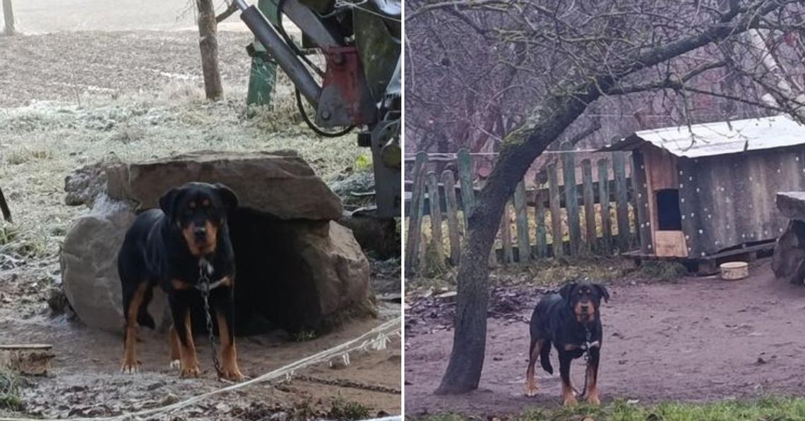 pies, który w gminie Sulęczyno spał w stercie kamieni, zdjęcie przed i po interwencji
