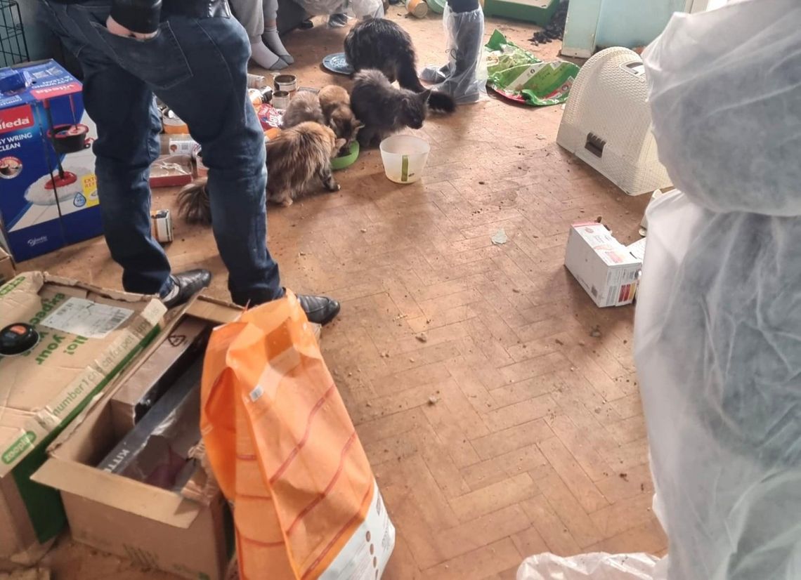 koty uratwane z hodowli w Gdyni