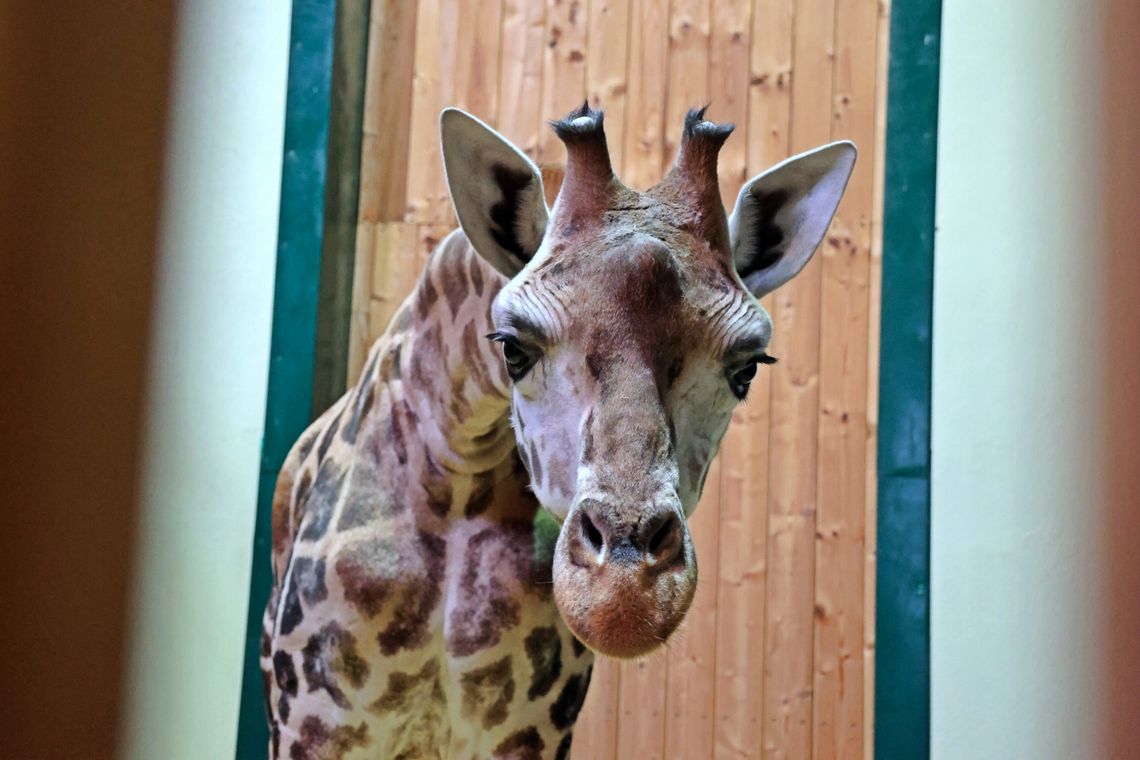 Ivie - nowa mieszkanka oliwskiego ZOO. Do Gdańska przyjechała z Austrii Ivie - nowa mieszkanka oliwskiego ZOO. Do Gdańska przyjechała z Austrii