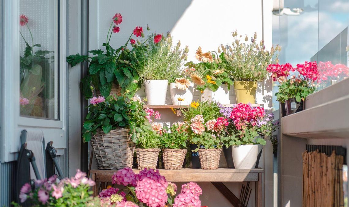 Co posadzić na balkonie lub loggi?