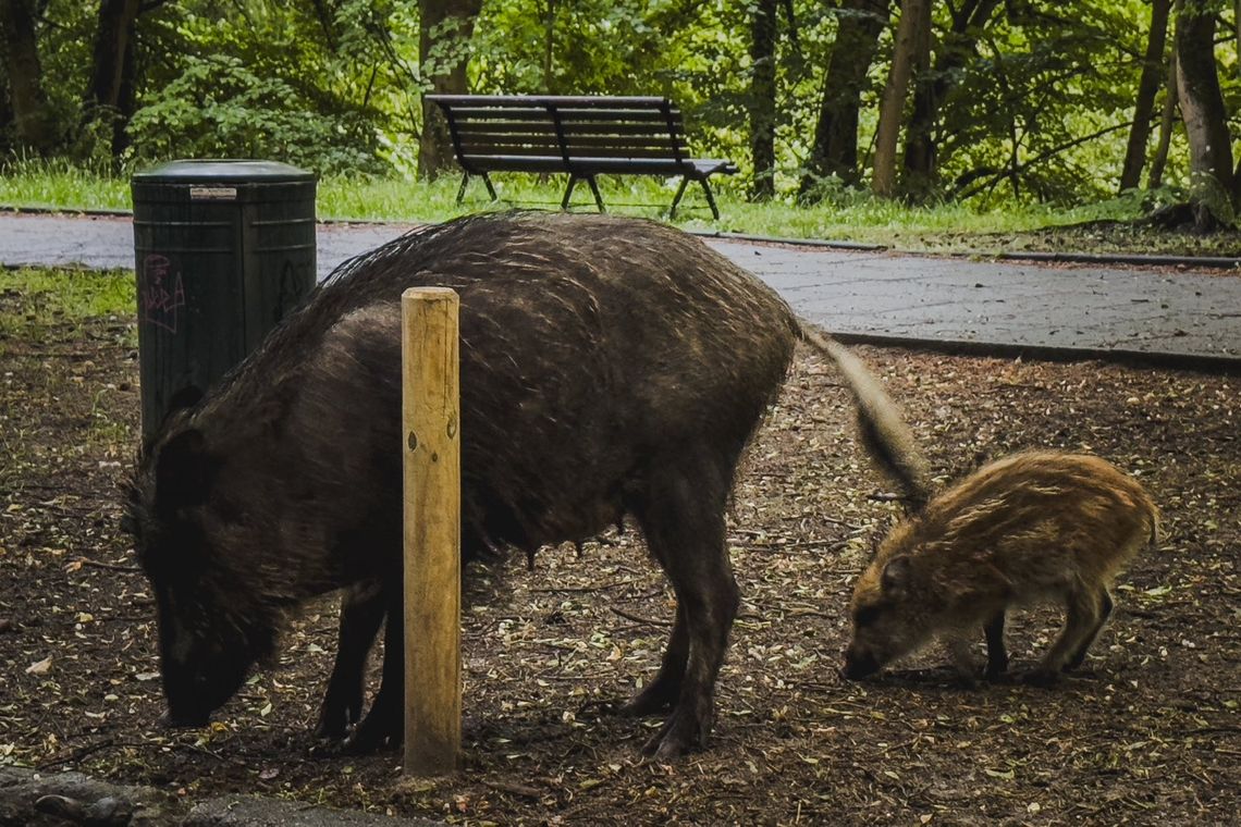 Jak Gdynia chce ograniczyć obecność dzików bez odstrzału? Eksperci mają plan