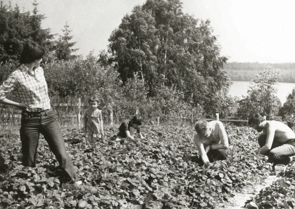 Jak księdza z Wygody zainteresowały owoce parafianki, czyli historia kaszubskiej truskawki