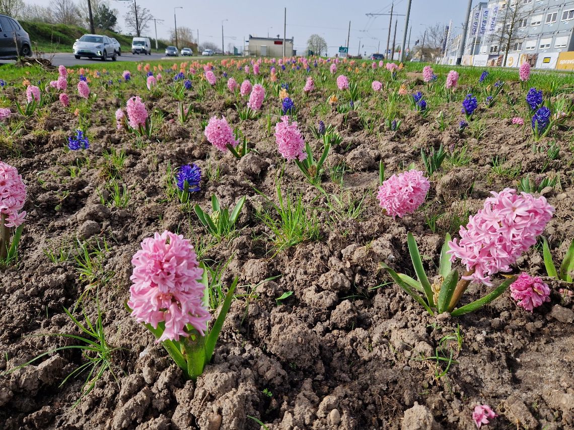 Jak zniechęcić dziki do rycia w miejskich trawnikach?