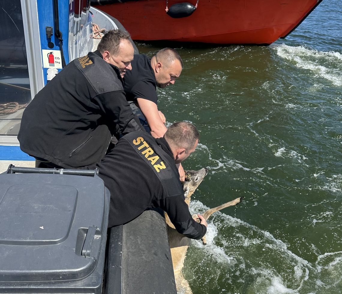 Jelonek wpadł do kanału przy Porcie Gdańsk. Załoga Pioruna znów w akcji