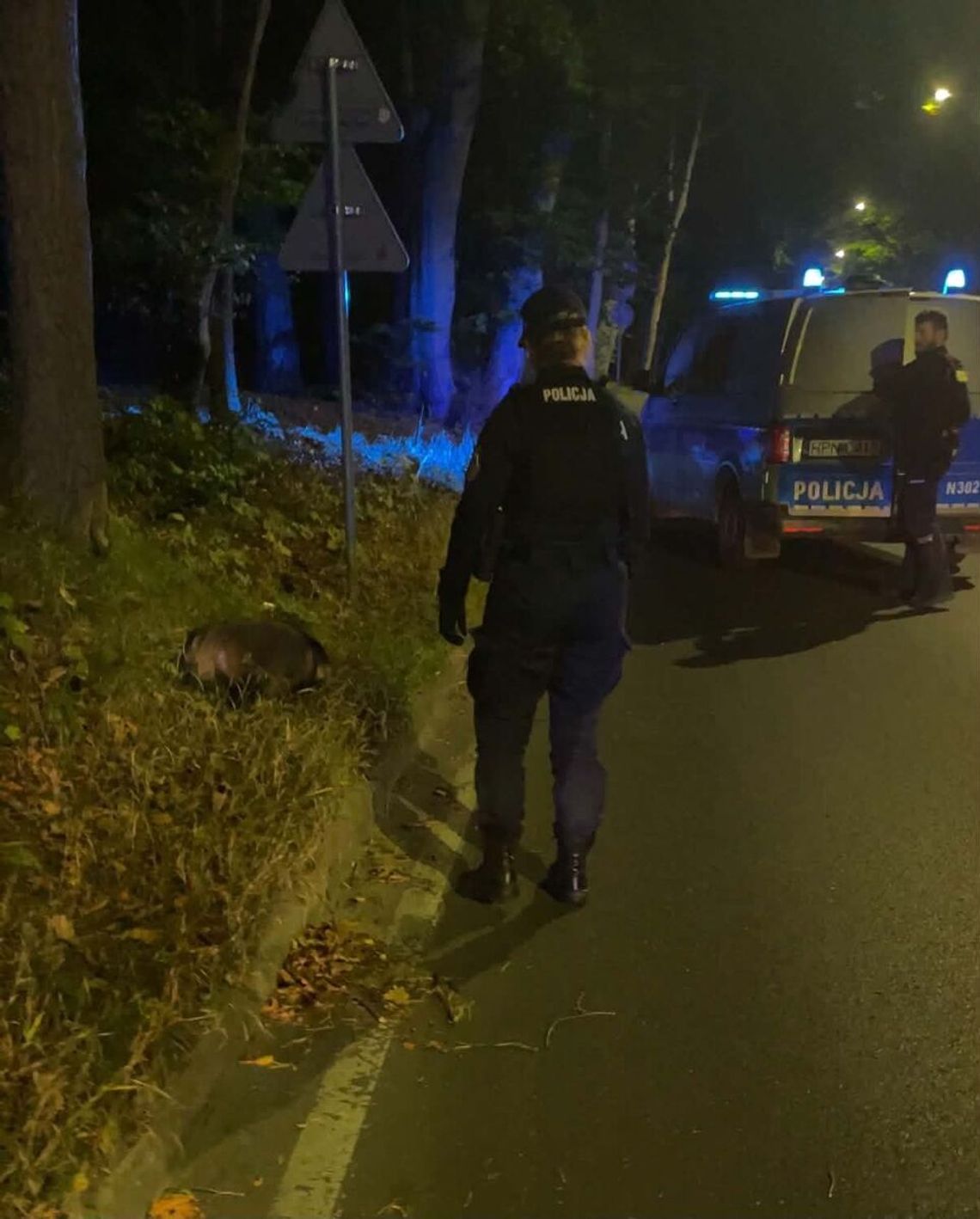 Jenot spacerował ul. Malczewskiego w Sopocie. Nocna akcja policji jenot, Sopot