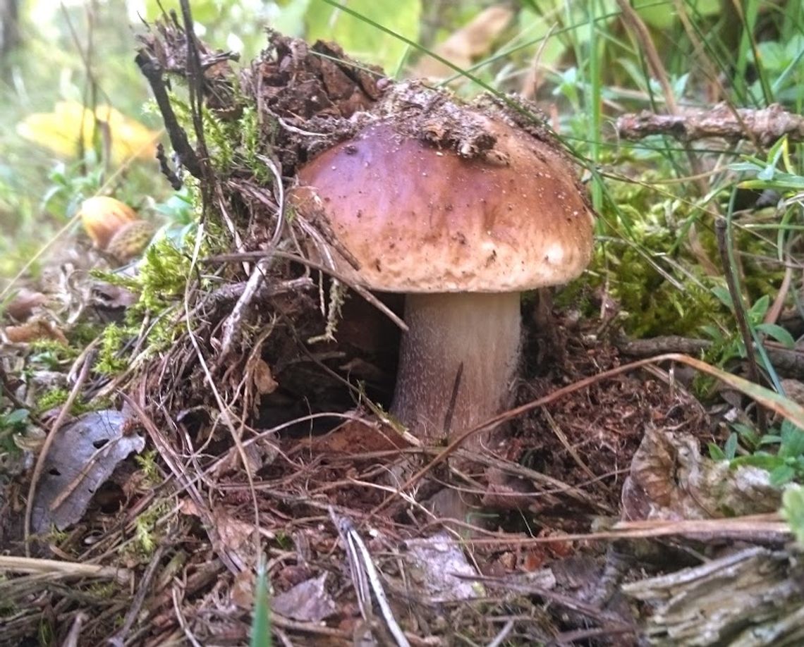 Kaszubów zalicza się do mikofilów, a więc społeczności szczególnie ceniącej grzyby