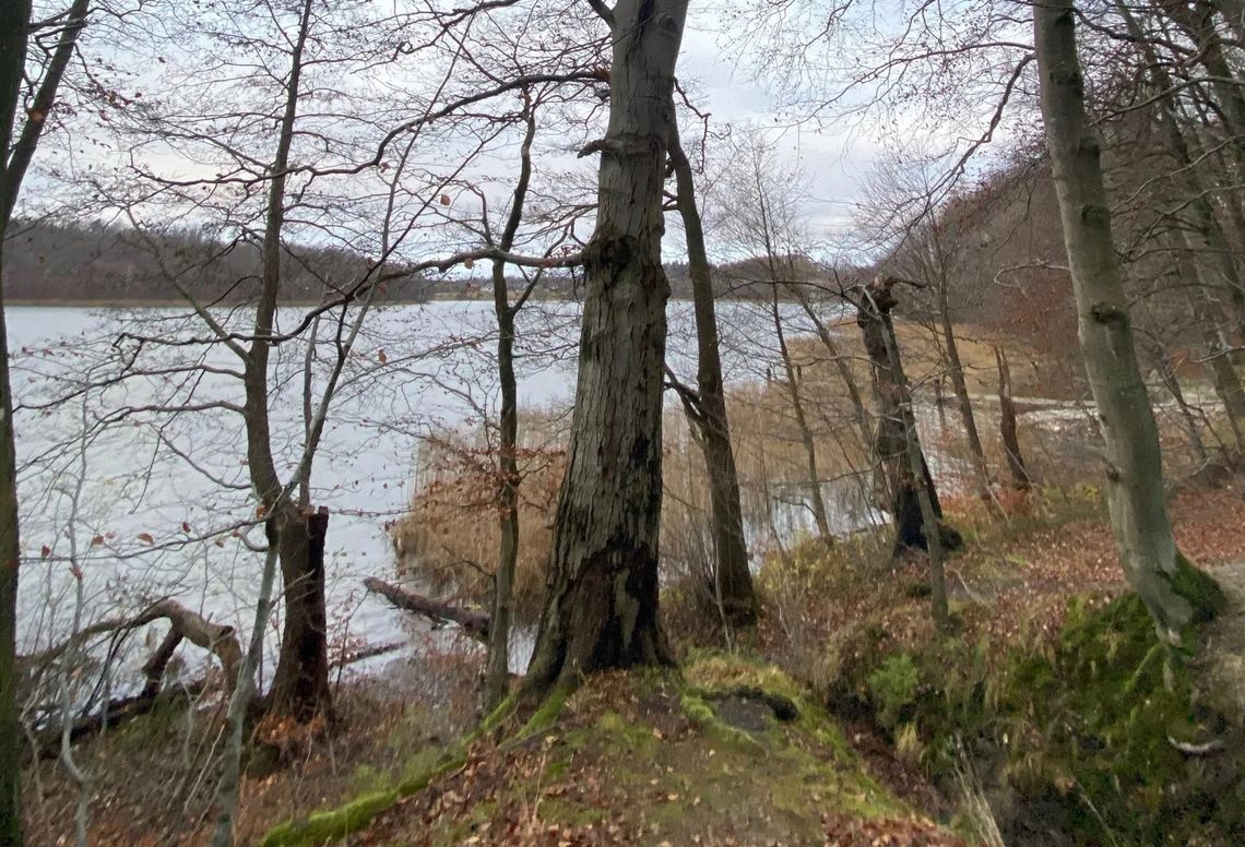 W Kartuzach wytną kilkanaście drzew. Leśna promenada będzie zamknięta