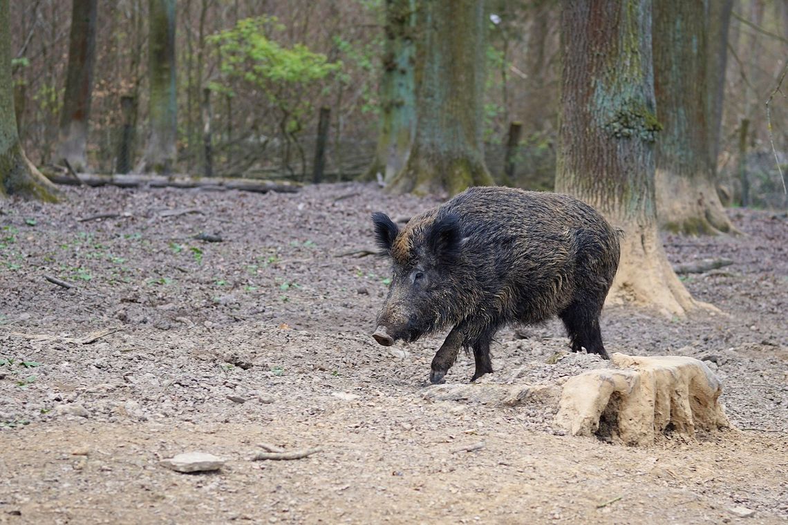 Dziki, Dziki w Trójmieście, odstrzał dzików