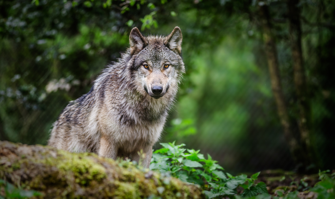 Kolizja z wilkiem na obwodnicy Trójmiasta. Są duże utrudnienia w ruchu