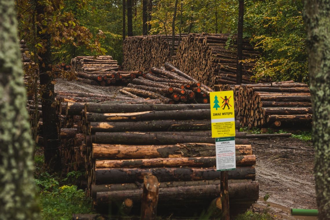 Koniec wycinek w Trójmiejskim Parku Krajobrazowym? Stanowcza reakcja resortu klimatu Koniec wycinek w Trójmiejskim Parku Krajobrazowym? Stanowcza reakcja resortu klimatu