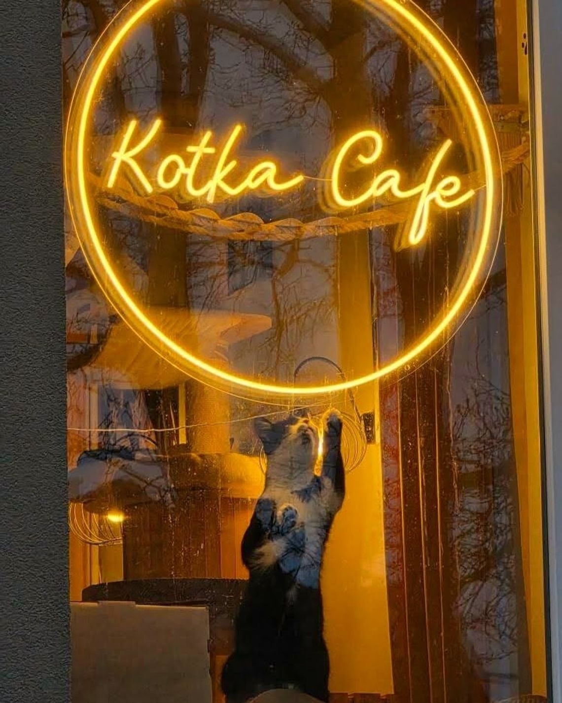Kocia Kawiarnia Kotka Cafe żegna się z Oliwą. Wktótce przeprowadzka do nowej lokalizacji!