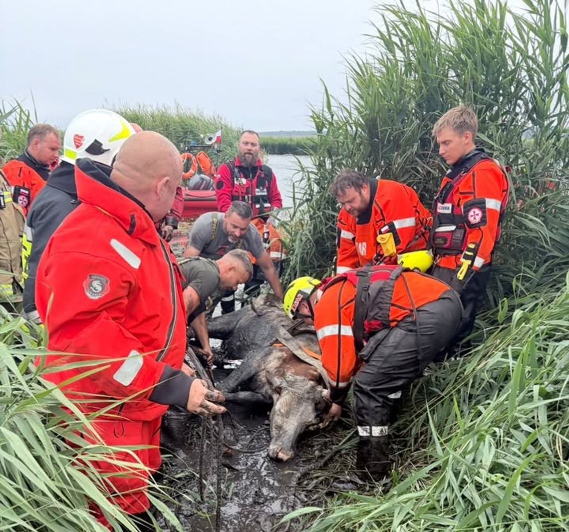 Krowa tonęła w jeziorze Łebsko. Strażacy i ratownicy SAR nieśli ją 900 metrów Krowa tonęła w jeziorze Łebsko. Strażacy i ratownicy SAR nieśli ją 900 metrów