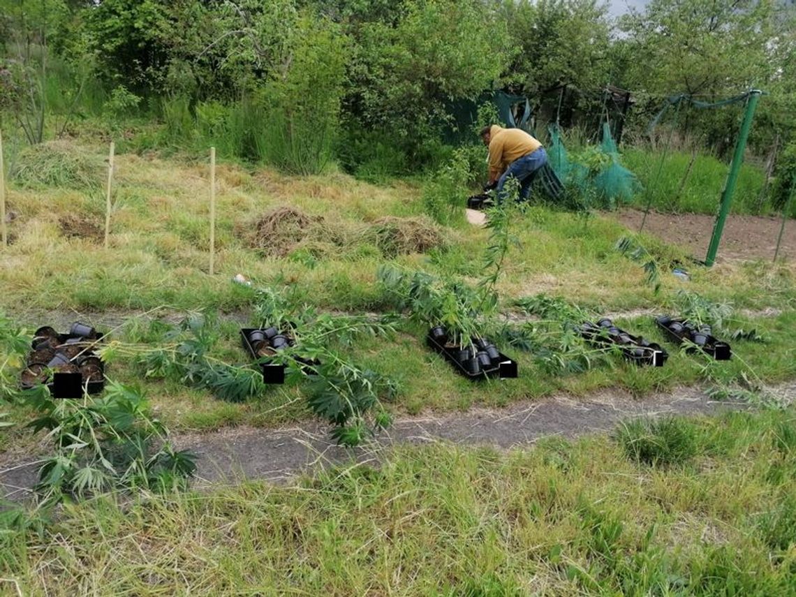 marihuana na ogrodzie w Malborku