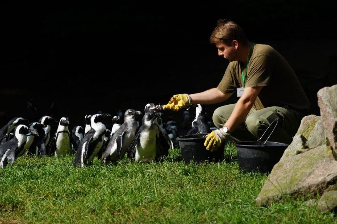 karmienie pingwinów