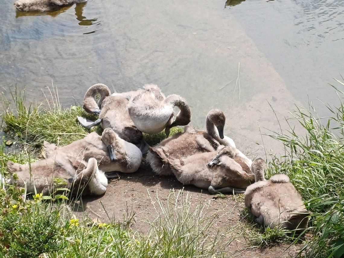 łabędź z haczykiem w dziobie uratowany przez służby w Gdańsku