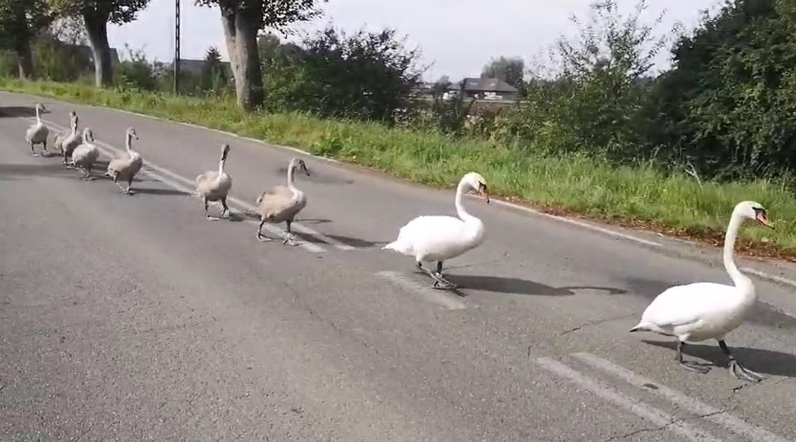Łabędzi patrol na drodze! Rodzinna defilada w Czatkowach zaskoczyła kierowców łabędzie na drodze w Czatkowach