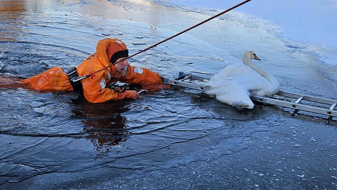 Łabędzie przymarzają do lodu? Nie zawsze. Eksperci tłumaczą, kiedy reagować Łabędzie przymarzają do lodu? Nie zawsze. Eksperci tłumaczą, kiedy reagować