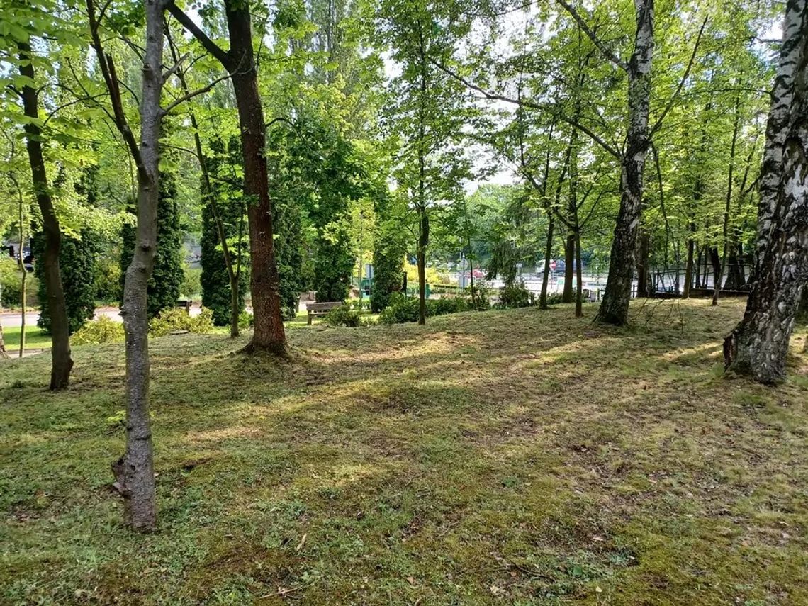 Drzewa i krzewy zamiast nagrobków. W Gdańsku powstanie Las Pamięci