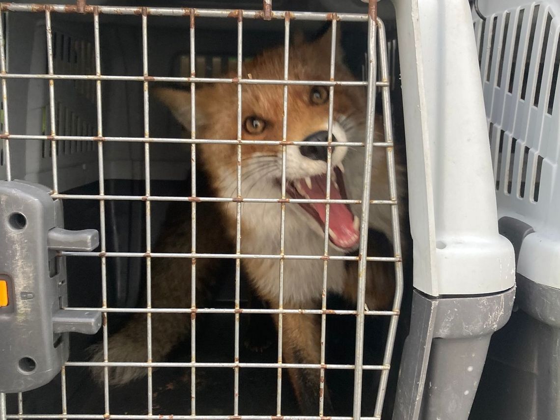 Lis na dachu AmberExpo w Gdańsku. Nietypowa interwencja służb lis z dachu AmberExpo