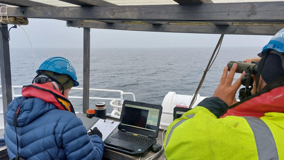 Lodówki, alki, uhle i nurzyki. Monitoring ptaków przy farmie wiatrowej Baltica 2 zakończony