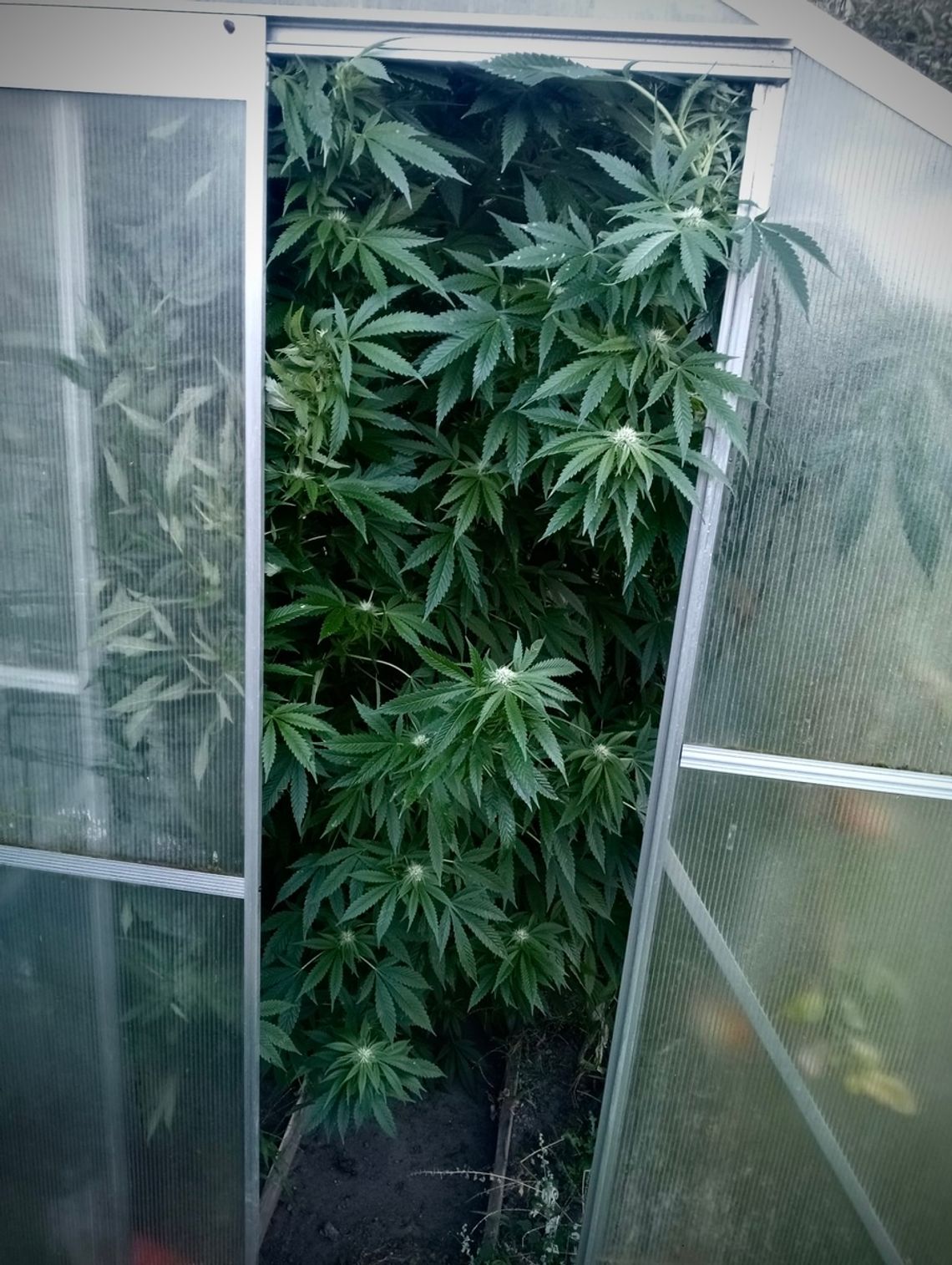 Malbork: Domowa uprawa marihuany warta nawet 10 lat za kratami domowa plantacja marihuany w Malborku