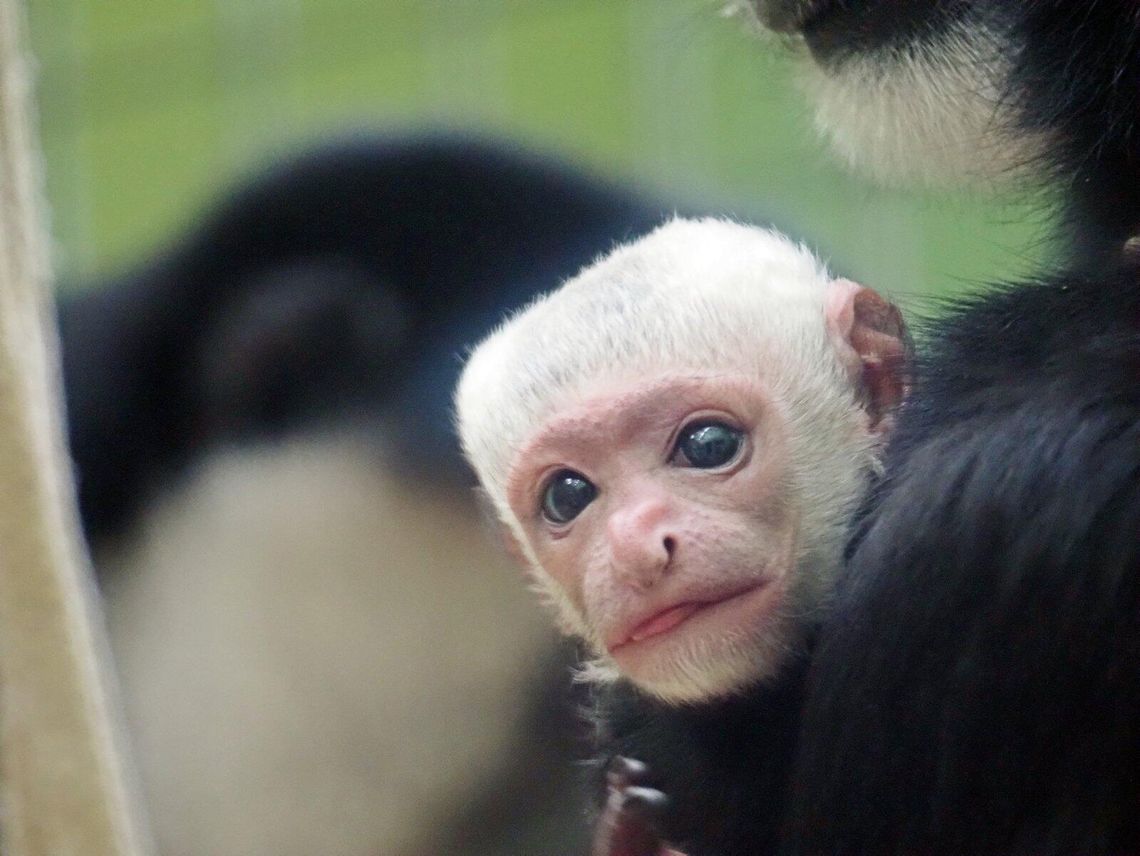 Poznajcie małpę, która nie je bananów i nie ma kciuków. W zoo urodziła się gereza abisyńska małpka