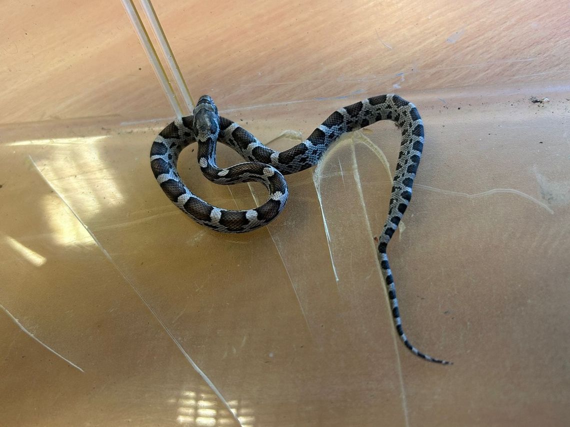 Mały wąż, duże zamieszanie. Gad pełzłał korytarzem szkoły we Wrzeszczu